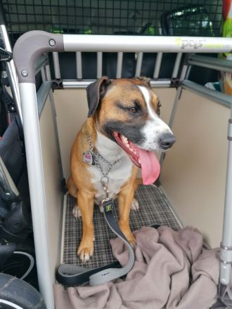 Rocko Labrador Mischling