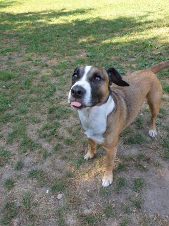 Rocko Labrador Mischling