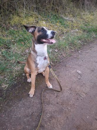 Rocko Labrador Mischling