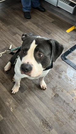 Bollymaus sucht ein liebevolles erfahrenes zu Hause