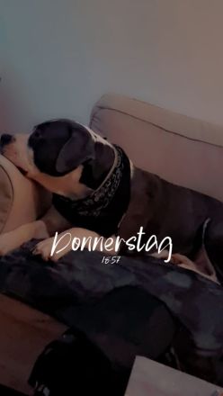 Bollymaus sucht ein liebevolles erfahrenes zu Hause