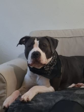 Bollymaus sucht ein liebevolles erfahrenes zu Hause