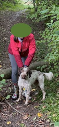 Lagotto Romagnolo, süß und abzugeben