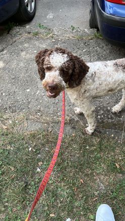 Lagotto Romagnolo, süß und abzugeben