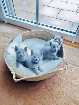 Reinrassige Russisch Blau Kitten mit erstklassigen Stammbaum