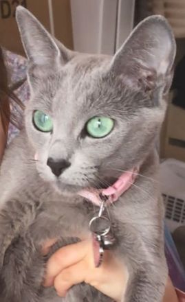 Reinrassige Russisch Blau Kitten mit erstklassigen Stammbaum