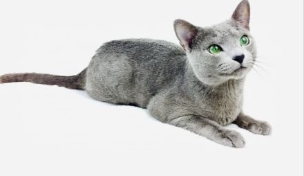 Reinrassige Russisch Blau Kitten mit erstklassigen Stammbaum