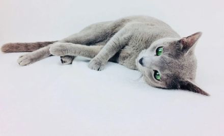 Reinrassige Russisch Blau Kitten mit erstklassigen Stammbaum