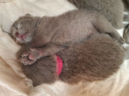 Reinrassige Russisch Blau Kitten mit erstklassigen Stammbaum
