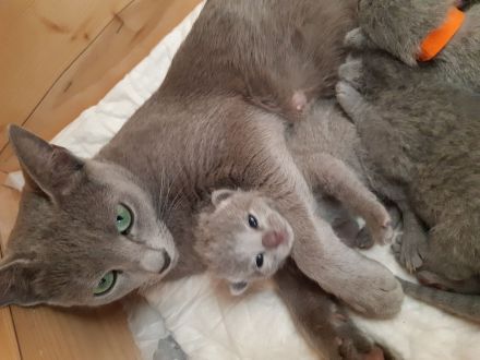 Reinrassige Russisch Blau Kitten mit erstklassigen Stammbaum