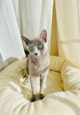 Reinrassige Russisch Blau Kitten mit erstklassigen Stammbaum