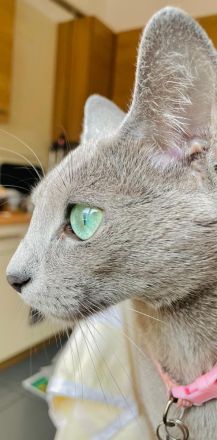 Reinrassige Russisch Blau Kitten mit erstklassigen Stammbaum