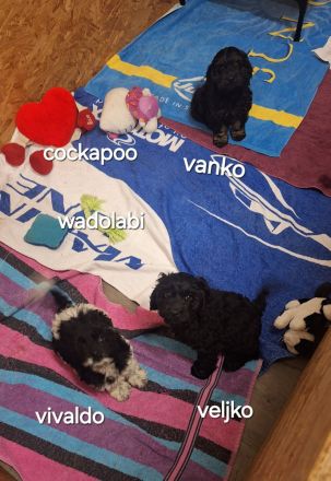 Cockerspaniel Hybriden Rasse