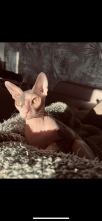 Sphynx Kater sucht neues zu Hause