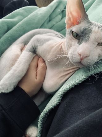 Sphynx Kater sucht neues zu Hause