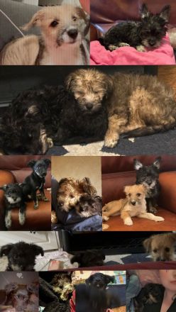 Hunde Welpen zuverkaufen