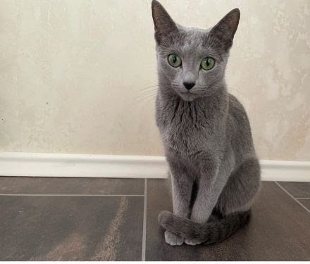 Russisch Blau kitten mit Stammbaum vom Züchter