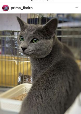 Russisch Blau kitten mit Stammbaum vom Züchter