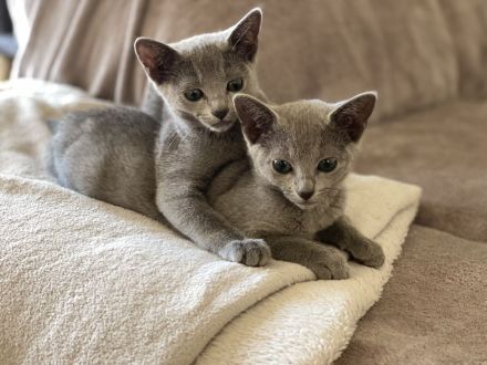 Russisch Blau kitten mit Stammbaum vom Züchter