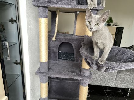 Russisch Blau kitten mit Stammbaum vom Züchter