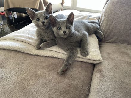 Russisch Blau kitten mit Stammbaum vom Züchter