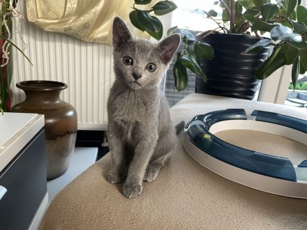 Russisch Blau kitten mit Stammbaum vom Züchter