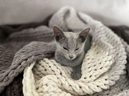 Russisch Blau kitten mit Stammbaum vom Züchter