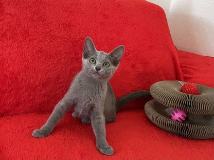 Russisch Blau kitten mit Stammbaum vom Züchter