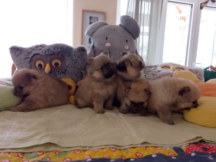 Kleinspitz Welpen reinrassig