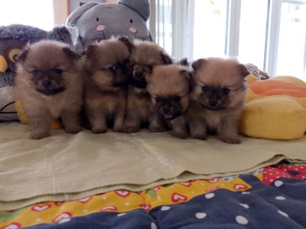 Kleinspitz Welpen reinrassig