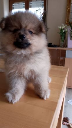 Kleinspitz Welpen reinrassig