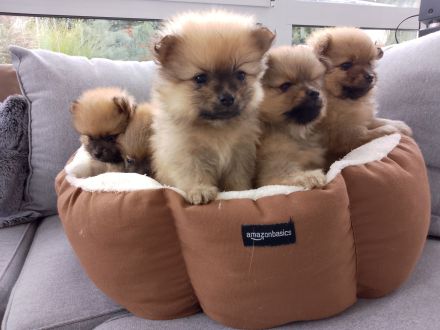 Kleinspitz Welpen reinrassig