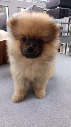 Kleinspitz Welpen reinrassig