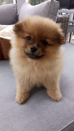 Kleinspitz Welpen reinrassig