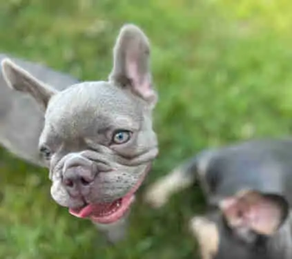 Französische Bulldogge blau