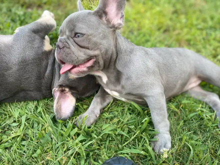 Französische Bulldogge blau