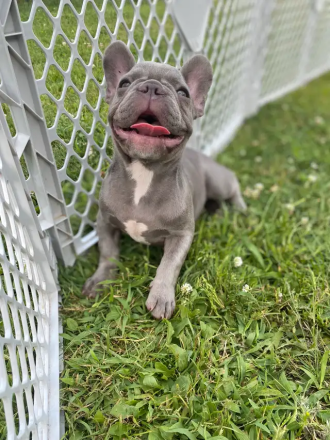 Französische Bulldogge blau