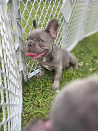 Französische Bulldogge blau