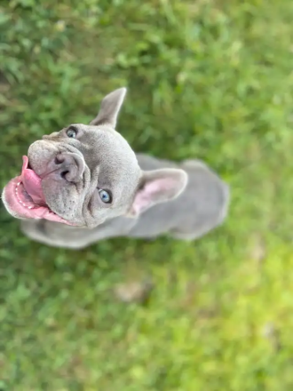 Französische Bulldogge blau