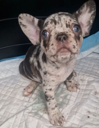 Französische bulldogge Welpe