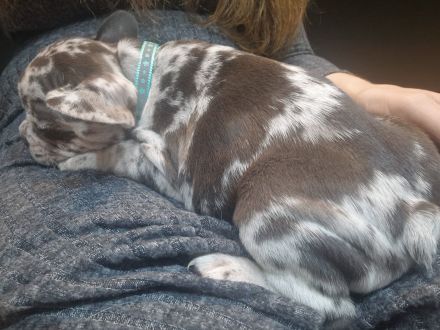 Französische bulldogge Welpe