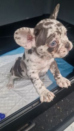 Französische bulldogge Welpe