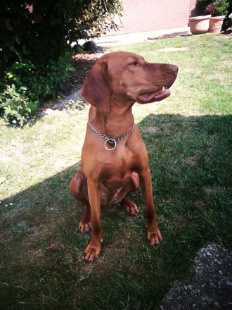 Vizsla Wurferwartung Kw 23