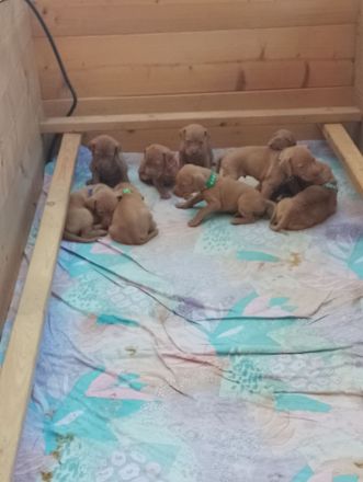 Wurfplanung Magyar Vizsla Welpen
