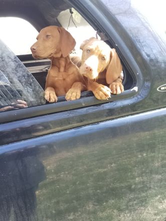 Wurfplanung Magyar Vizsla Welpen