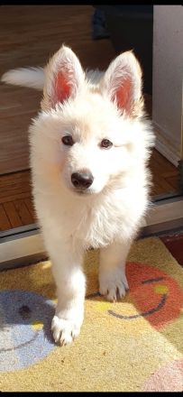 Wurfankündigung: Weiße Schweizer Schäferhunde Welpen (GEPRÜFTE ZUCHT MIT PAPIEREN) Dezember `24