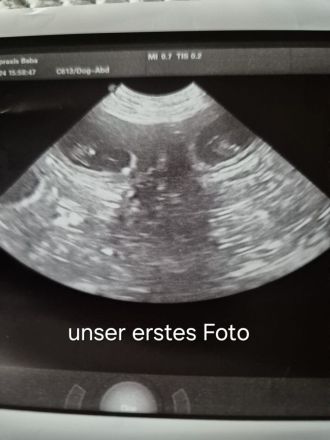 Wurfankündigung: Weiße Schweizer Schäferhunde Welpen (GEPRÜFTE ZUCHT MIT PAPIEREN) Dezember `24