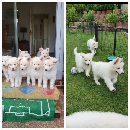 Wurfankündigung: Weiße Schweizer Schäferhunde Welpen (GEPRÜFTE ZUCHT MIT PAPIEREN) Dezember `24