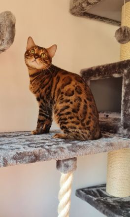 Leo Reinrassiger Kater