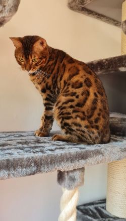 Leo Reinrassiger Kater